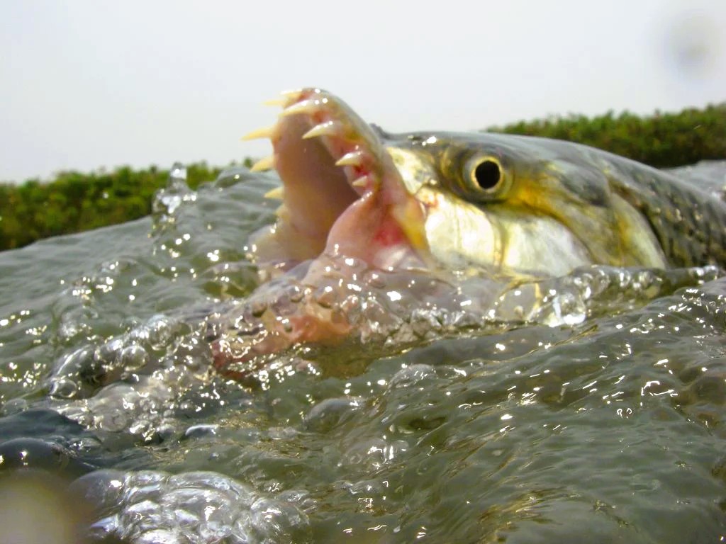 Нападения рыба. Тигровая рыба. Обитатели рек. Обитатели реки Конго. Хищная рыба в речке.