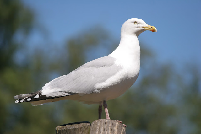 gull wallpaper,gull images;gull photo,gull picture,beautiful gull,cute gull,Pacific Gull, Larus pacificus, Belcher's Gull, Larus belcheri, Olrog's Gull, Larus atlanticus Black-tailed Gull, Larus crassirostris ,Heermann's Gull, Larus heermanni,Common Gull or Mew Gull, Larus canus,Ring-billed Gull, Larus delawarensis,California Gull, Larus californicusGreat Black-backed Gull, Larus marinus,Kelp Gull, Larus dominicanus, (called "Southern Black-backed Gull" or "Karoro" in New Zealand),Cape Gull, Larus dominicanus vetula,Glaucous-winged Gull, Larus glaucescens,Western Gull, Larus occidentalis,Yellow-footed Gull, Larus livens,Glaucous Gull, Larus hyperboreus,Iceland Gull, Larus glaucoides,Kumlien's Gull, Larus glaucoides kumlieni Thayer's Gull, Larus thayeri,European Herring Gull, Larus argentatus,Heuglin's Gull, Larus heuglini,American Herring Gull,Larus smithsonianus,Yellow-legged Gull,Larus michahellis,Caspian Gull, Larus cachinnans,East Siberian Herring Gull, Larus vegae,Armenian Gull,Larus armenicus,Slaty-backed Gull,Larus schistisagus,Lesser Black-backed Gull,Larus fuscus,White-eyed Gull,Ichthyaetus leucophthalmus,Sooty Gull,Ichthyaetus hemprichii,Great Black-headed Gull,Ichthyaetus ichthyaetus,Audouin's Gull, Ichthyaetus audouinii,Mediterranean Gull, Ichthyaetus melanocephalus,Relict Gull, Ichthyaetus relictus,Dolphin Gull, Leucophaeus scoresbii,Laughing Gull, Leucophaeus atricilla,Franklin's Gull, Leucophaeus pipixcan,Lava Gull, Leucophaeus fuliginosus,Gray Gull, Leucophaeus modestus,Silver Gull, Chroicocephalus novaehollandiae,Red-billed Gull, Chroicocephalus scopulinus,Hartlaub's Gull, Chroicocephalus hartlaubii,  Brown-hooded Gull, Chroicocephalus maculipennis,Gray-hooded Gull, Chroicocephalus cirrocephalus,Andean Gull, Chroicocephalus serranus,Black-billed Gull, Chroicocephalus bulleri,Brown-headed Gull, Chroicocephalus brunnicephalus,Black-headed Gull, Chroicocephalus ridibundus,Slender-billed Gull, Chroicocephalus genei,Bonaparte's Gull, Chroicocephalus philadelphia,