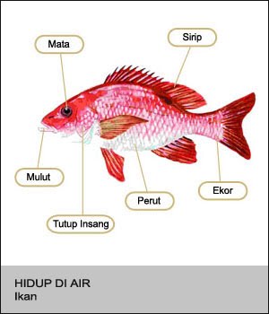  Tubuh  Hewan  dan Tumbuhan Rangkuman Pengetahuan Alam Lengkap