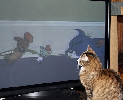 Cat Watching Cat On TV Seen On www.coolpicturegallery.us