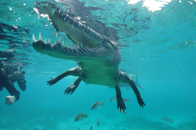 Crocodile jaws closeup