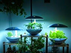 Berkebun secara hidroponik 2