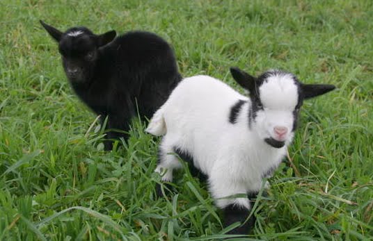 TKJ HitamputiH SINJAI: kambing hitam atau kambing putih
