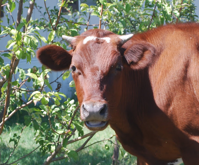 A brown shorthorn steer