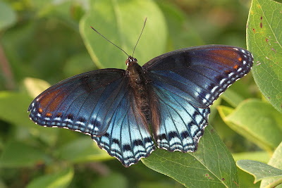 how to photograph butterflies