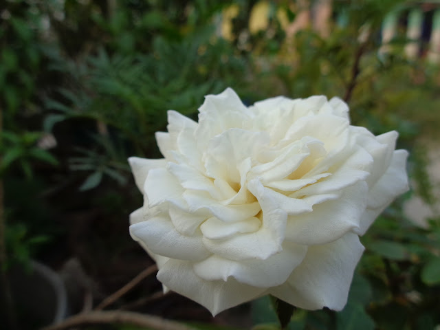 white Rose - Best House Plants