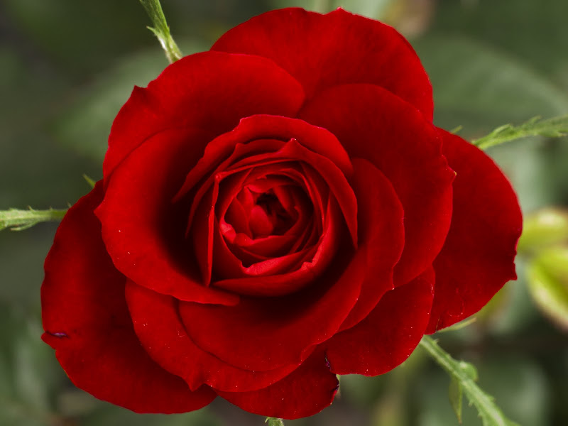 Today's Flower of the Month - the Rose, title=