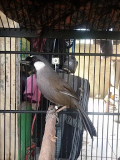 Burung luar negeri yang populer di Indonesia