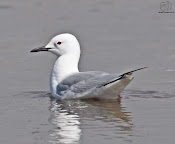 Gaviota picofina