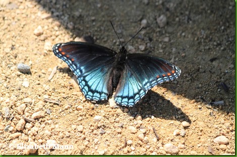 red spotted purple2