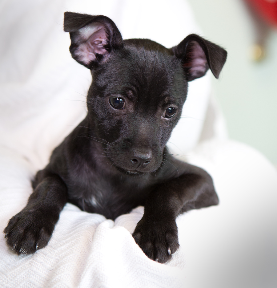 Shelter Dogs of Portland: " SAMUEL " sweet Chihuahua mix Puppy