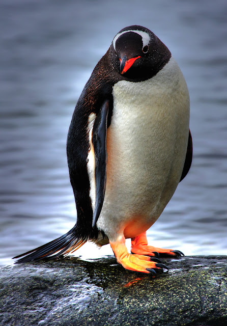 cute baby penguin pictures