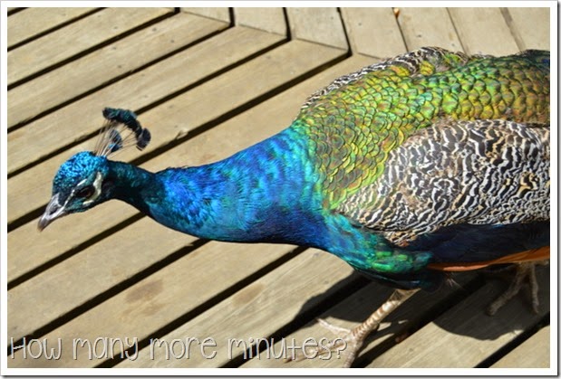 How Many More Minutes? ~ Longord, TAS: Cataract Gorge Reserve