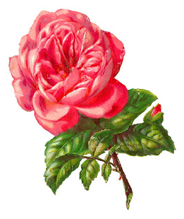 rose flower image