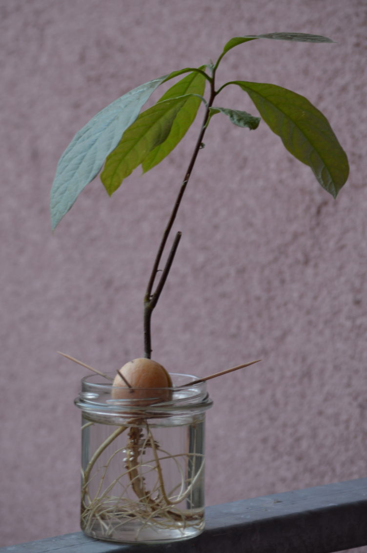 growing avocado plant,   Georgiana Quaint