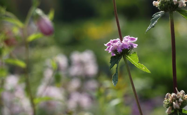 Jerusalem Sage Flowers