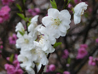 '霰交じりの雨でも健気に咲く白桃の花