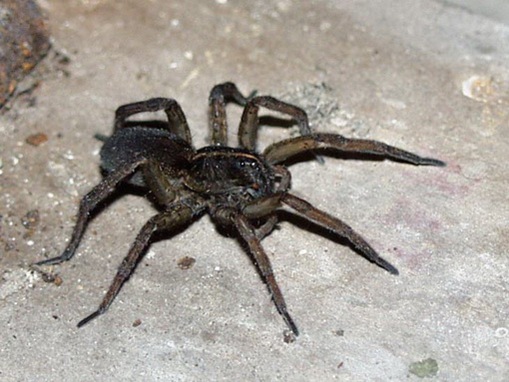 P6104715_wolf_spider_unscaled_sm