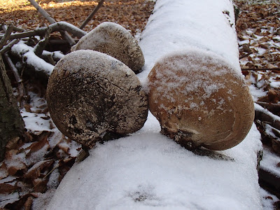 zimowe grzybobranie, grzyby zimowe, grzyby w listopadzie, grzybobranie w listopadzie, boczniak ostrygowaty, Pleurotus ostreatus