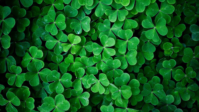 Shamrock Green Leaves Macro Photography HD Wallpaper