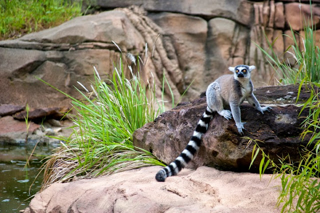 Click to see primate at Caldwell Zoo