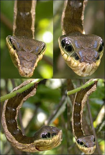 Snake Caterpillar