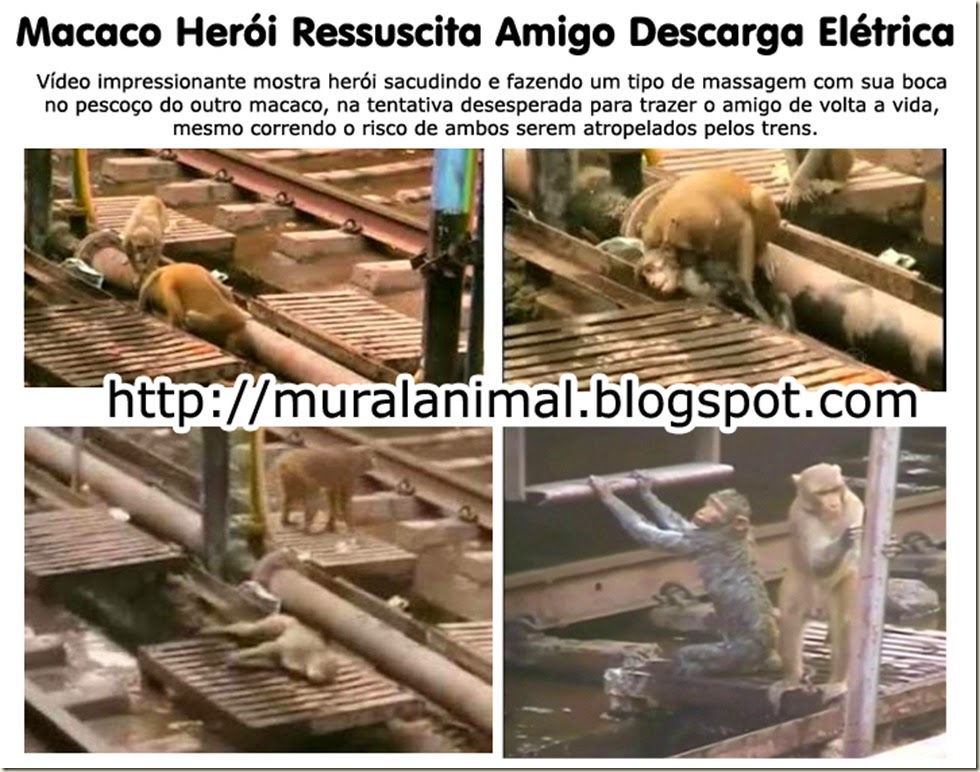 macaco_heroi