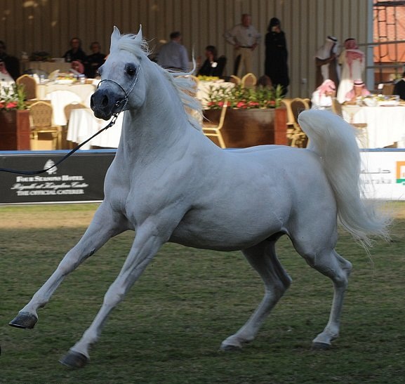 Arabian Horse Festival