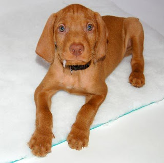 Wirehaired Vizsla Puppy