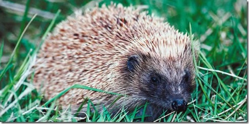 hedgehog prickles