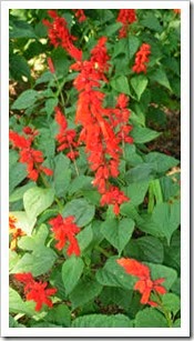 salvia roja