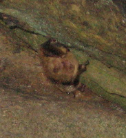 A hibernating bat in Linville Caverns