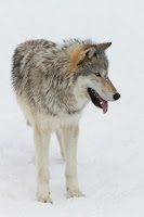 A gray wolf standing in the snow