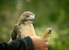 Tompkins Square red-tailed hawk fledgling.