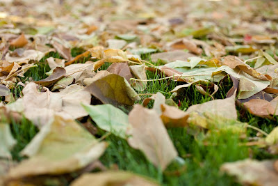 catalpa leaves