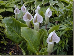 arisaema_candidissimum1