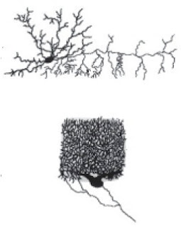Sistem saraf tersusun atas miliaran sel yang sangat khusus yang Pintar Pelajaran Sel Saraf (Neuron) pada Manusia