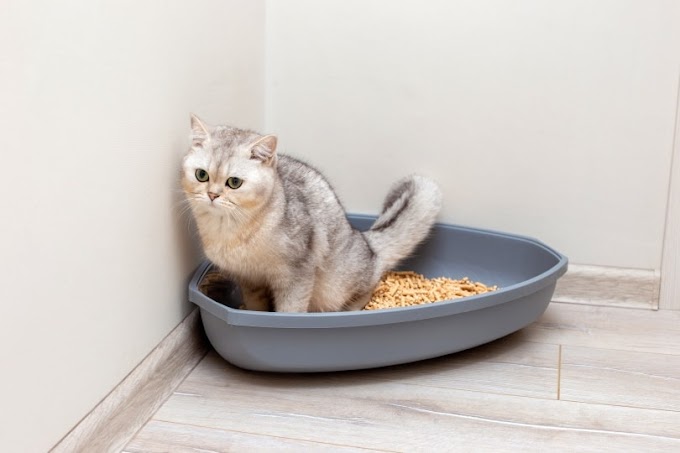 Cómo Elegir la Caja de Arena Perfecta para tus Gatos