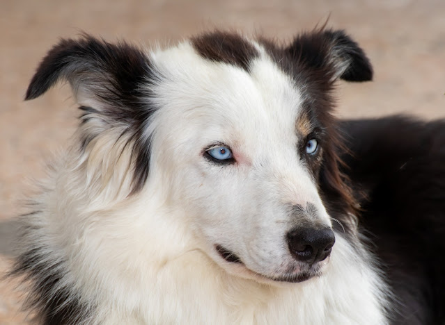 blue-eyed-dog-breeds