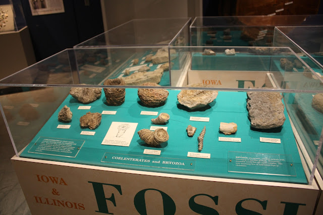 Fossils at Putnam Museum