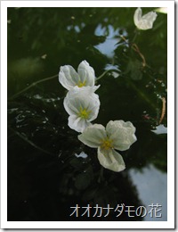 三輪のオオカナダモの花