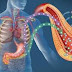 Type 2 Diabetes Pancreas Transplants Called Diabetes!