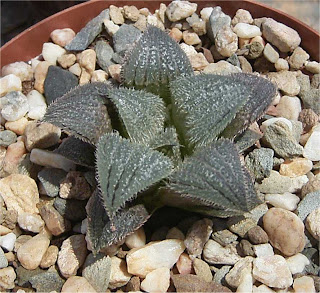 Haworthia bobii (mirabilis var. pilosa)