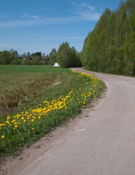 Maskrosor i vägkanten.