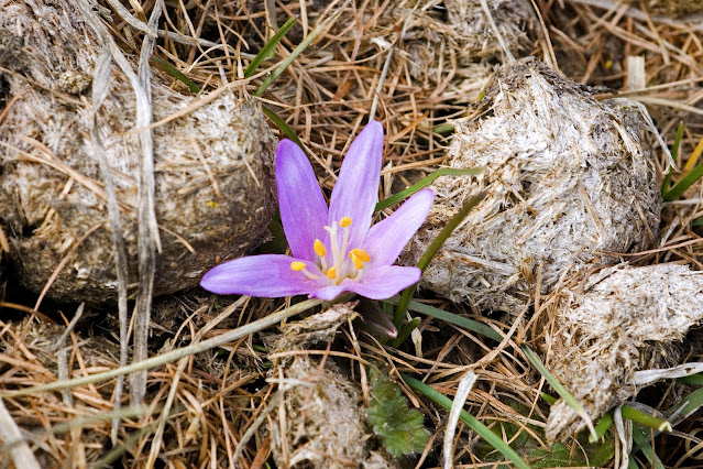 Dünger im Garten mit Blume