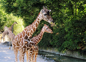 The Memphis Zoo Review - Giraffes Photo By Cynthia Sylvestermouse