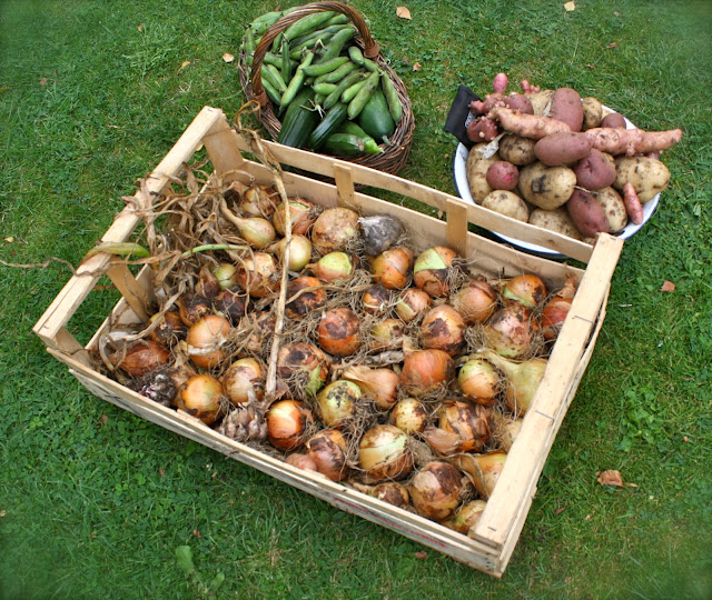 onions, potatoes, beans, courgettesfrom garden