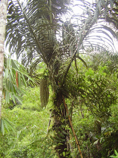 Arenga pinnata