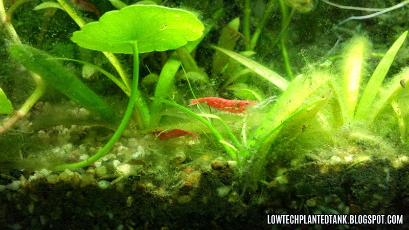 red cherry shrimp