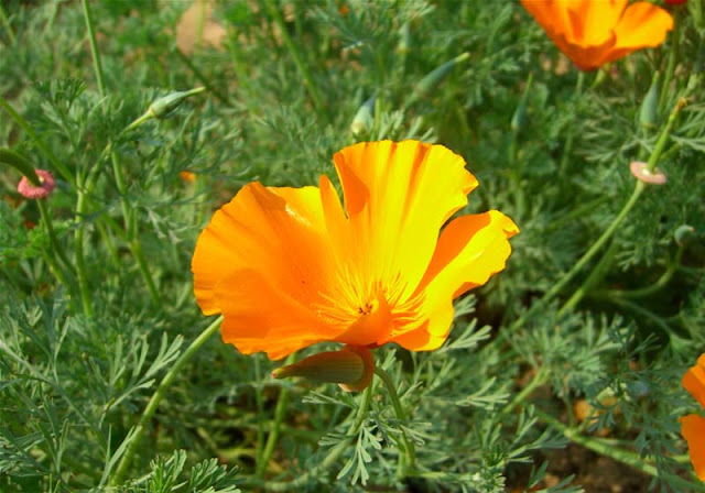 California Poppy Flowers Pictures